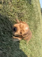 Harry Jr, a female Cocker Spaniel for sale in Athens, WI – 5 of 6