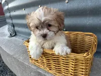 Tony, a male Bichon Frise and Shih Tzu for sale in Athens, WI – Photo 2 of 7