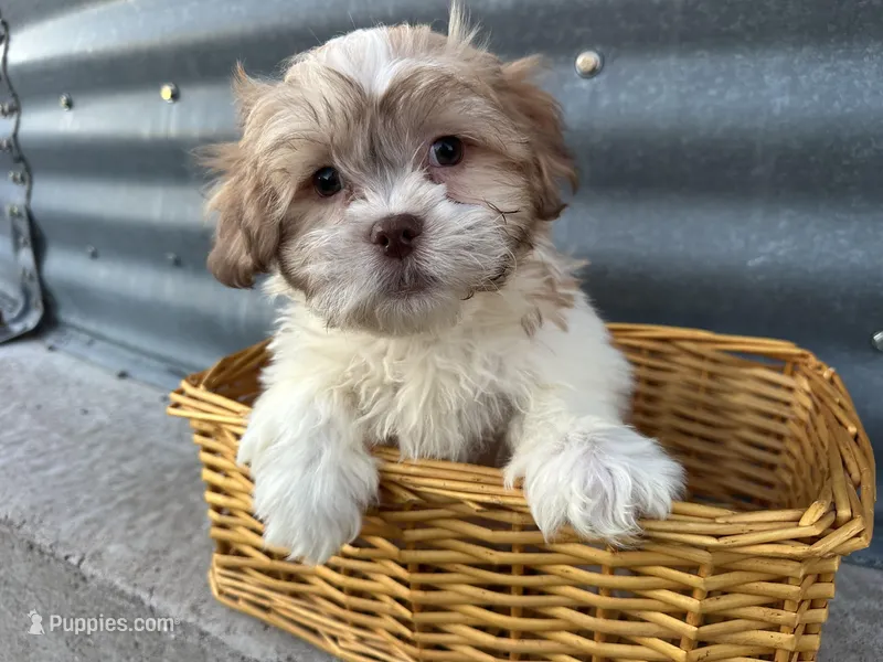 Tony – Bichon Frise, Shih Tzu puppy for sale in Athens, WI