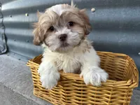 Tony, a male Bichon Frise and Shih Tzu for sale in Athens, WI – Photo 1 of 7