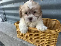 Tony, a male Bichon Frise and Shih Tzu for sale in Athens, WI – Photo 4 of 7