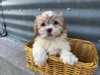 Tony, a male Bichon Frise and Shih Tzu for sale in Athens, WI – Photo 3 of 7