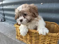 Tony, a male Bichon Frise and Shih Tzu for sale in Athens, WI – Photo 5 of 7