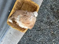 Tony, a male Bichon Frise and Shih Tzu for sale in Athens, WI – Photo 6 of 7