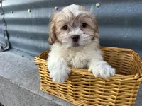 Tony, a male Bichon Frise and Shih Tzu for sale in Athens, WI – Photo 7 of 7
