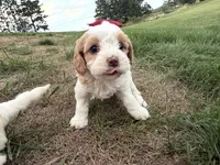 Annie, a female Cavapoo for sale in Athens, WI – 10 of 10