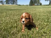 AKC Dax, a male Cavalier King Charles Spaniel for sale in Athens, WI – 3 of 10