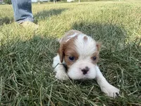 AKC Donovan, a male Cavalier King Charles Spaniel for sale in Athens, WI – 7 of 7