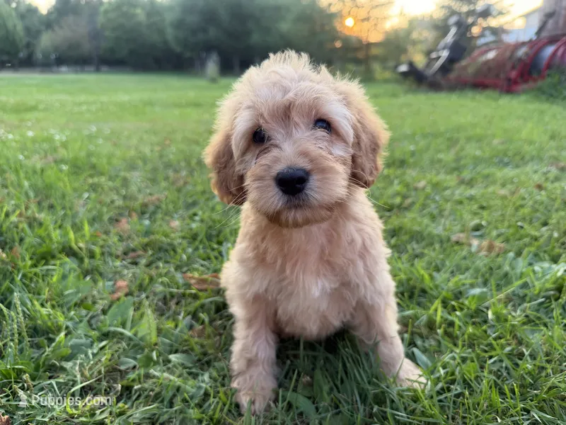 Cloudy  – Miniature Goldendoodle puppy for sale in Athens, WI