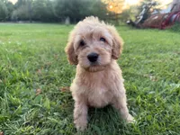 Cloudy , a female Miniature Goldendoodle for sale in Athens, WI – 1 of 10