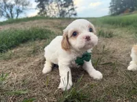 Albert, a male Cavapoo for sale in Athens, WI – 8 of 10
