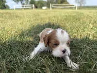 AKC Donovan, a male Cavalier King Charles Spaniel for sale in Athens, WI – 4 of 7