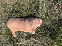 Holly, a female Cocker Spaniel for sale in Athens, WI – 8 of 10