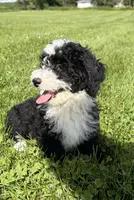 Huey, a male Miniature Bernedoodle for sale in Athens, WI – 3 of 10