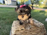 Bopeep , a female Morkie for sale in Athens, WI – 4 of 10