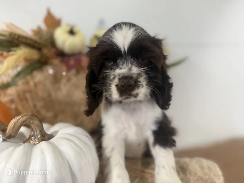 AKC Monica – Cocker Spaniel puppy for sale in Athens, WI