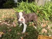Penny, a female Boston Terrier for sale in Athens, WI – 8 of 10