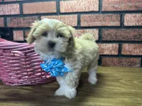 Zara, a female Maltipoo for sale in Athens, WI – Photo 5 of 10