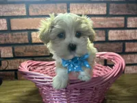 Zara, a female Maltipoo for sale in Athens, WI – Photo 3 of 10
