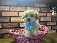 Zara, a female Maltipoo for sale in Athens, WI – Photo 8 of 10