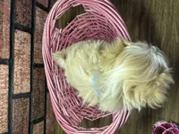 Zara, a female Maltipoo for sale in Athens, WI – Photo 10 of 10