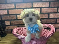 Zara, a female Maltipoo for sale in Athens, WI – Photo 1 of 10