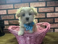 Zara, a female Maltipoo for sale in Athens, WI – Photo 9 of 10