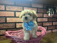 Zara, a female Maltipoo for sale in Athens, WI – Photo 7 of 10
