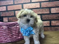 Zara, a female Maltipoo for sale in Athens, WI – Photo 2 of 10