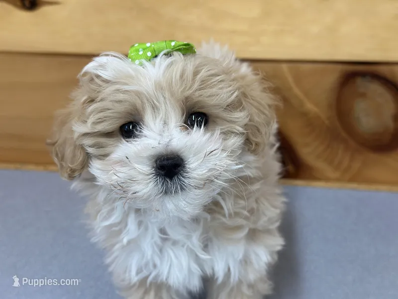 Zara – Maltipoo puppy for sale in Athens, WI