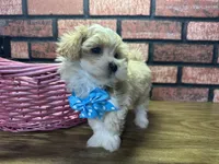 Zara, a female Maltipoo for sale in Athens, WI – Photo 4 of 10