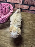 Zara, a female Maltipoo for sale in Athens, WI – Photo 6 of 10