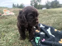 AKC Maverick , a male Cocker Spaniel for sale in Athens, WI – 2 of 9