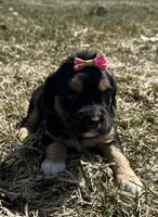 Deb, a female Cocker Spaniel and Miniature Australian Shepherd for sale in Athens, WI – 7 of 9