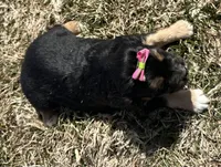 Deb, a female Cocker Spaniel and Miniature Australian Shepherd for sale in Athens, WI – 8 of 9