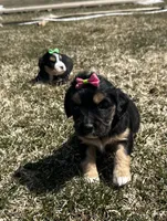 Deb, a female Cocker Spaniel and Miniature Australian Shepherd for sale in Athens, WI – 5 of 9