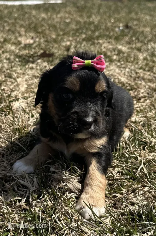 Deb – Cocker Spaniel, Miniature Australian Shepherd puppy for sale in Athens, WI