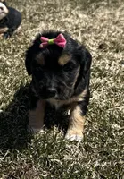 Deb, a female Cocker Spaniel and Miniature Australian Shepherd for sale in Athens, WI – 2 of 9