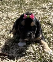 Deb, a female Cocker Spaniel and Miniature Australian Shepherd for sale in Athens, WI – 4 of 9