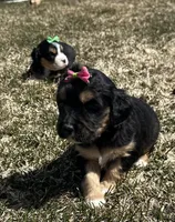 Deb, a female Cocker Spaniel and Miniature Australian Shepherd for sale in Athens, WI – 6 of 9