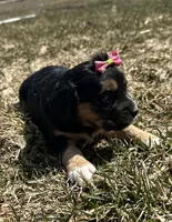 Deb, a female Cocker Spaniel and Miniature Australian Shepherd for sale in Athens, WI – 9 of 9
