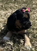 Deb, a female Cocker Spaniel and Miniature Australian Shepherd for sale in Athens, WI – 3 of 9
