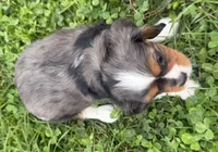 Lucas, a male Cavalier King Charles Spaniel for sale in Athens, WI – 4 of 10