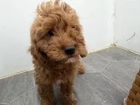 Rob, a female Cavapoo for sale in Athens, WI – 2 of 10