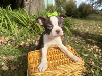 Penny, a female Boston Terrier for sale in Athens, WI – 4 of 10