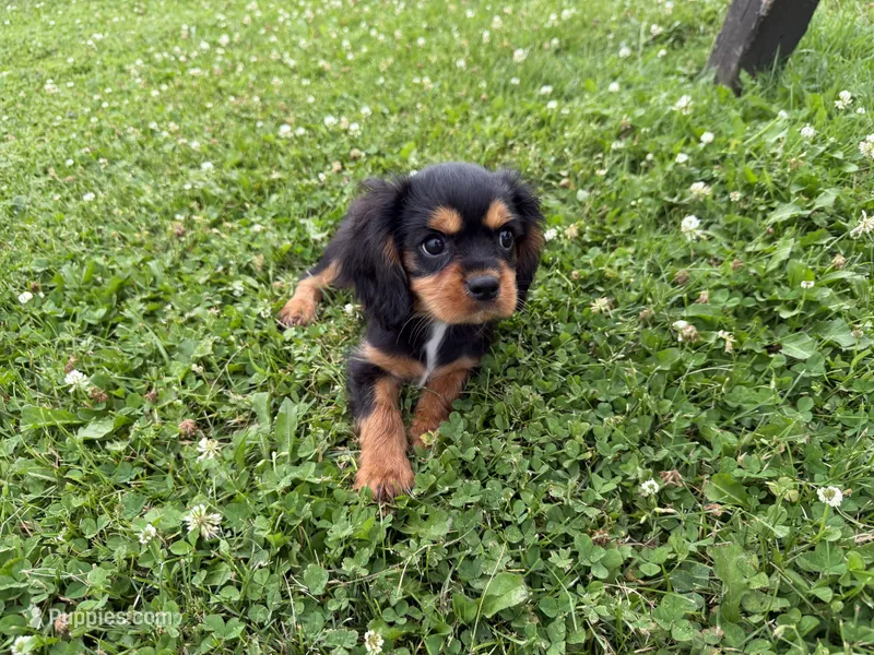 AKC Dexter – Cavalier King Charles Spaniel puppy for sale in Athens, WI