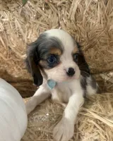 Carter, a male Cavalier King Charles Spaniel for sale in Athens, WI – 2 of 10