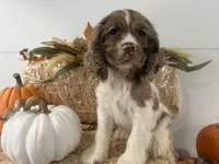 AKC Willow, a female Cocker Spaniel for sale in Athens, WI – 5 of 10