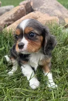 Lucas, a male Cavalier King Charles Spaniel for sale in Athens, WI – 3 of 10