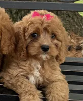 Susie, a female Cavapoo for sale in Athens, WI – 3 of 10